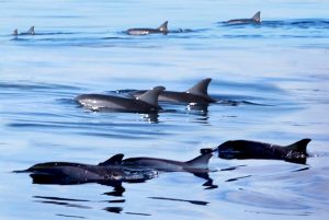 Dolphin Watching
