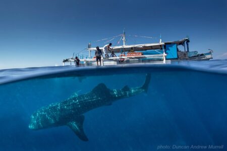 Swim with the whale shark