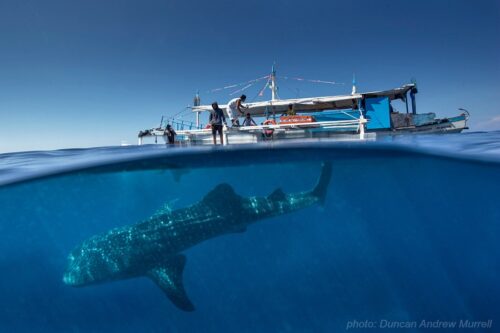 Swim with the whale shark